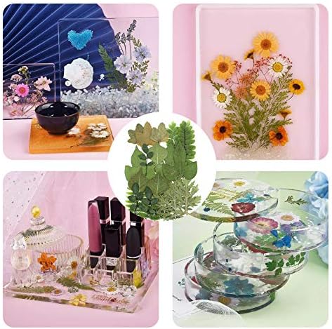 Vue 3 de Pcs Feuilles Sechees Pressees