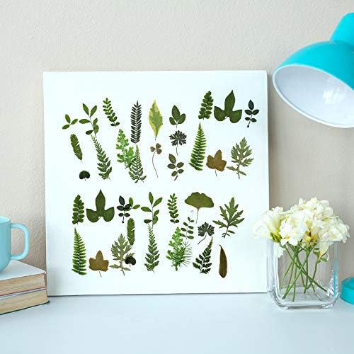 Vue 5 de Pcs Feuilles Sechees Pressees