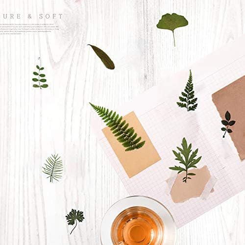 Vue 6 de Pcs Feuilles Sechees Pressees