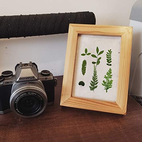 Vue 7 de Pcs Feuilles Sechees Pressees