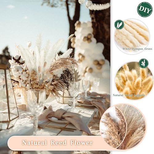 Vue 5 de Zjtape Pampa Sechees Eucalyptus