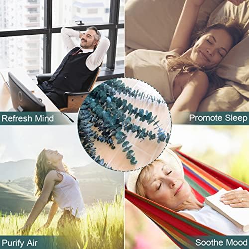 Vue 5 de Tiges Deucalyptus Sechees Preservees