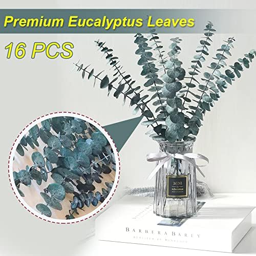 Vue 6 de Tiges Deucalyptus Sechees Preservees