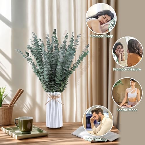 Vue 2 de Probuk Eucalyptus Seches Naturel