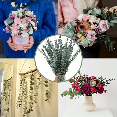 Vue 3 de Probuk Eucalyptus Seches Naturel