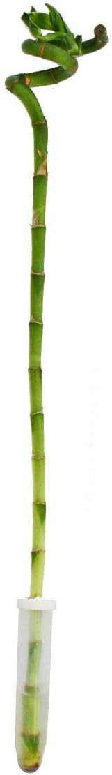 Lucky Bamboo Bambou Portebonheur