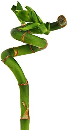 Vue 2 de Lucky Bamboo Bambou Portebonheur