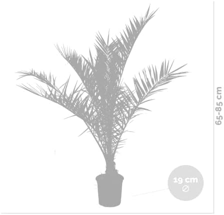 Vue 3 de Bloomique Lot De Phoenix