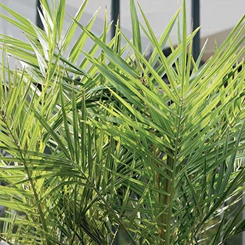 Vue 4 de Bloomique Lot De Phoenix