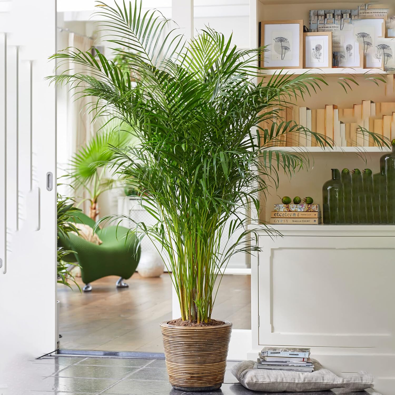 Gardeners Dream Areca Palme