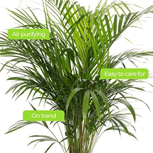 Vue 3 de Gardeners Dream Areca Palme