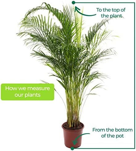 Vue 4 de Gardeners Dream Areca Palme