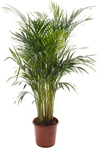Vue 5 de Gardeners Dream Areca Palme