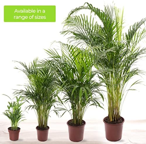 Vue 6 de Gardeners Dream Areca Palme