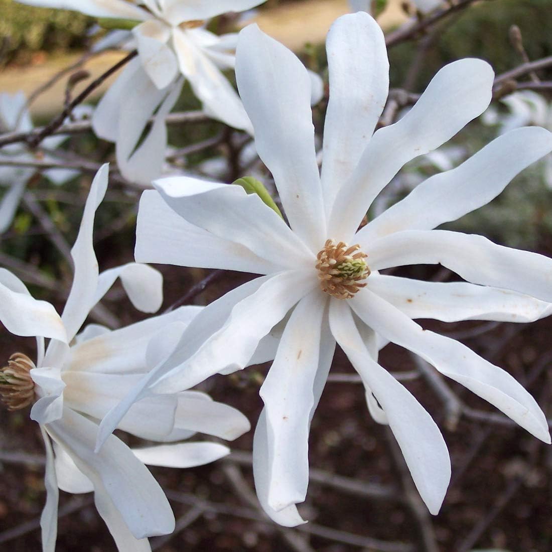 Magnolia Stellata Magnolia Etoile