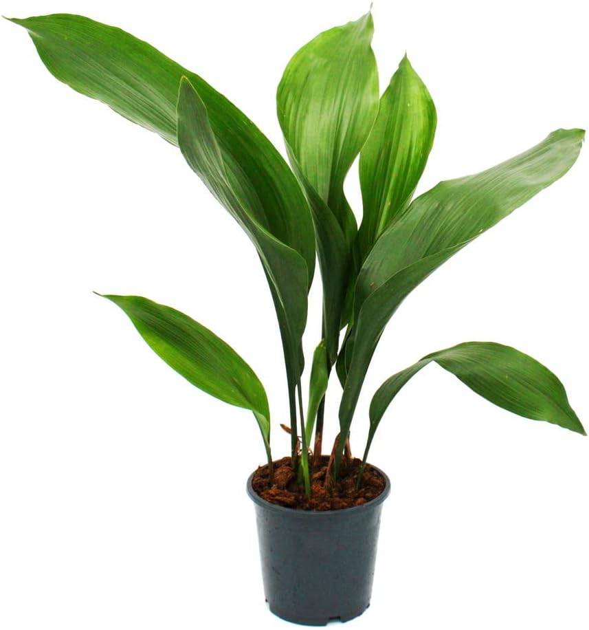 Exotenherz Palmier Aspidistra Elatior