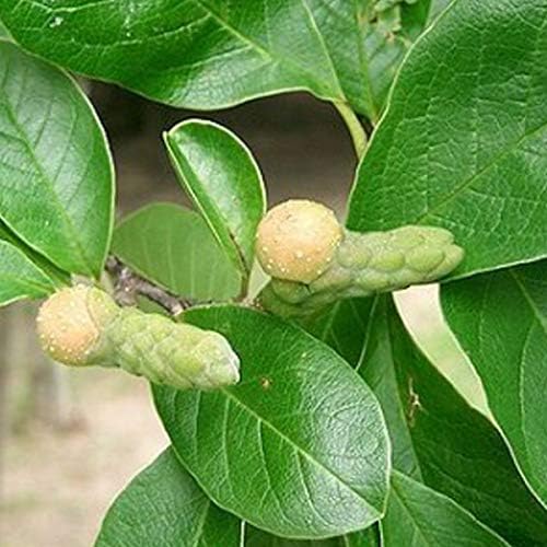 Vue 2 de Magnolia Stellata Magnolia Etoile