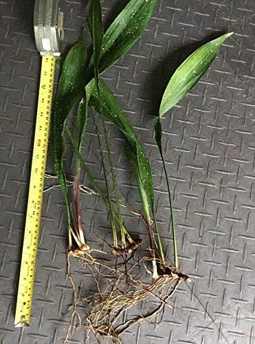 Germination Seeds Galaxy Aspidistra