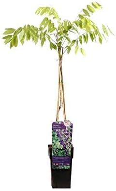 Vue 2 de Glycine De Chine Prolific