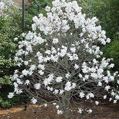 Vue 3 de Magnolia Stellata Magnolia Etoile