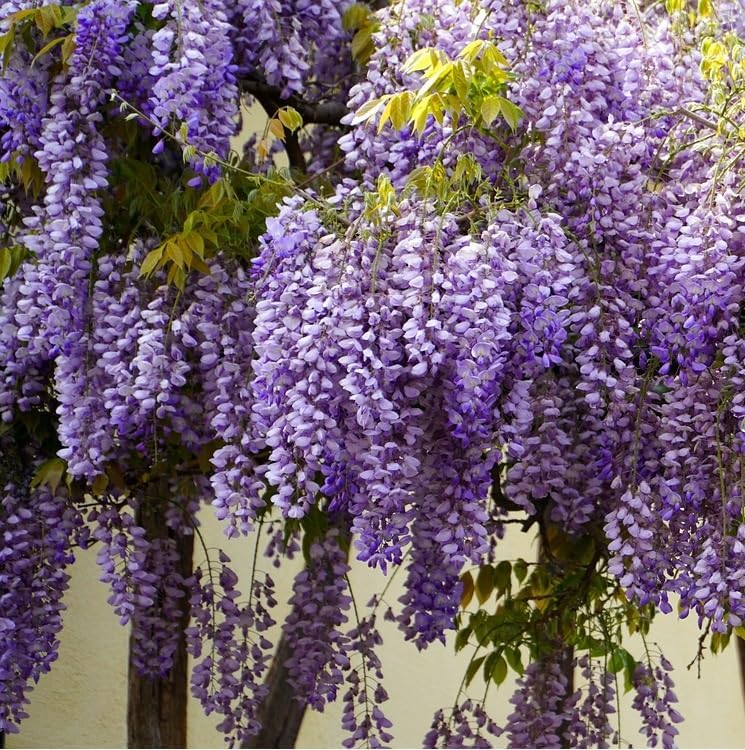 Vue 3 de Glycine De Chine Prolific