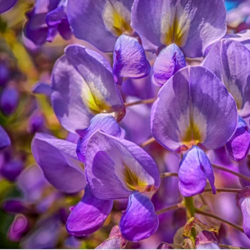 Vue 4 de Glycine De Chine Prolific