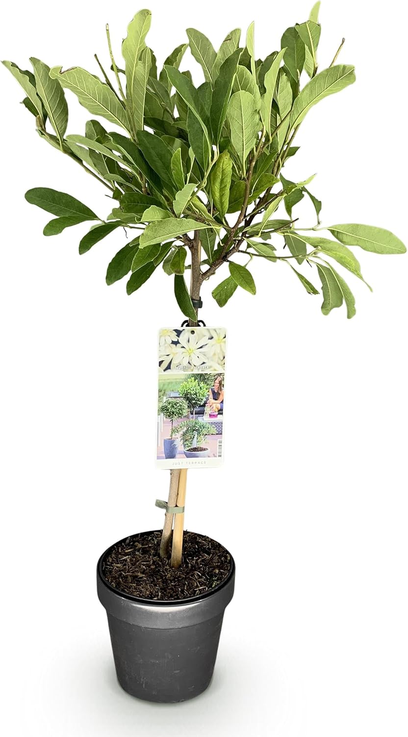 Greenboutiq Plante Sur Tige