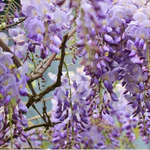 Vue 6 de Glycine De Chine Prolific