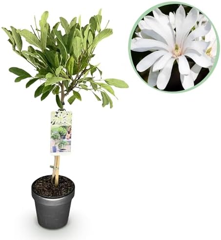 Vue 2 de Greenboutiq Plante Sur Tige