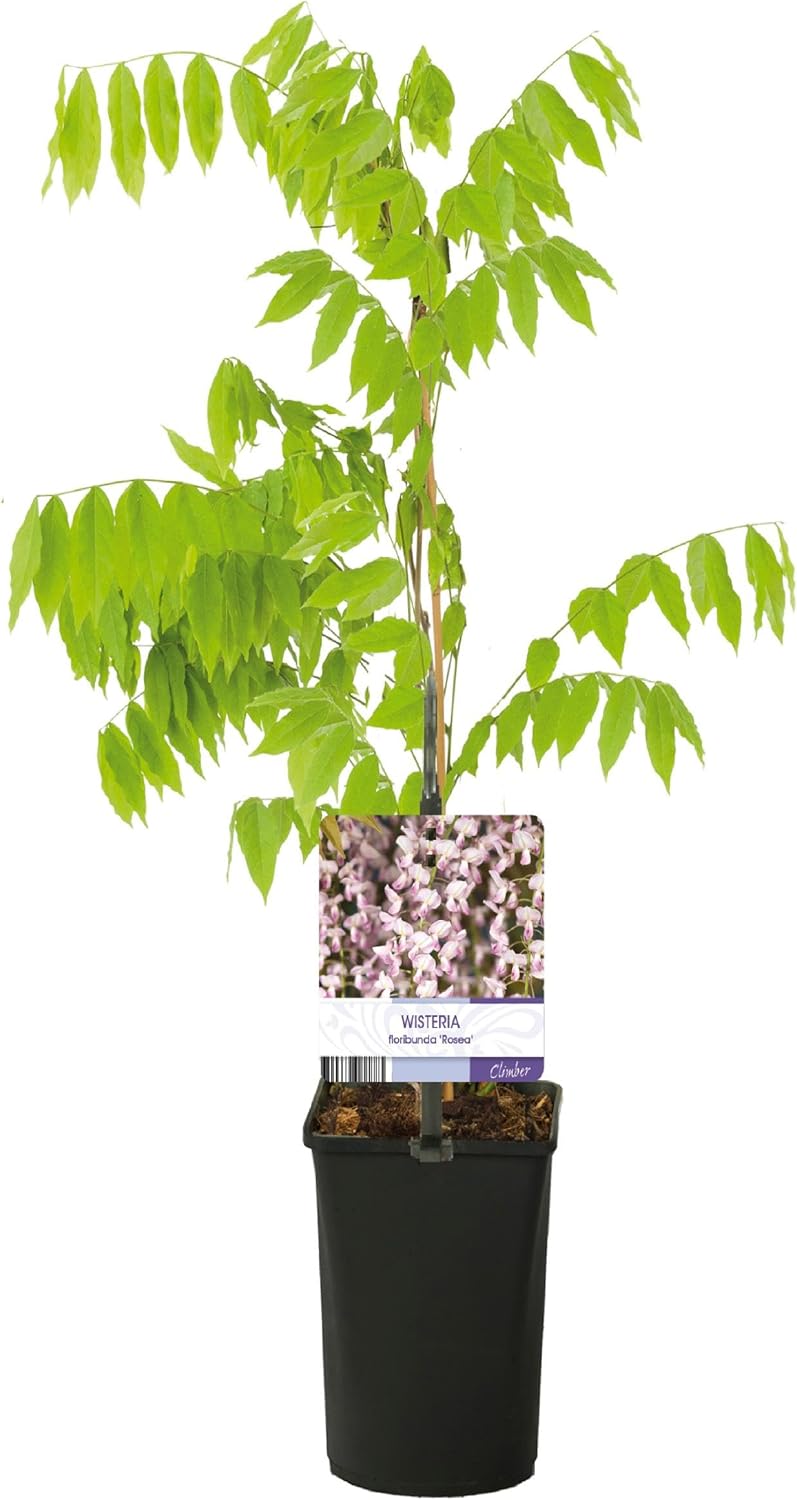Greenboutiq Glycine Wisteria Floribunda
