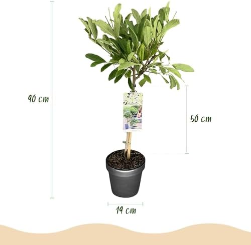 Vue 3 de Greenboutiq Plante Sur Tige