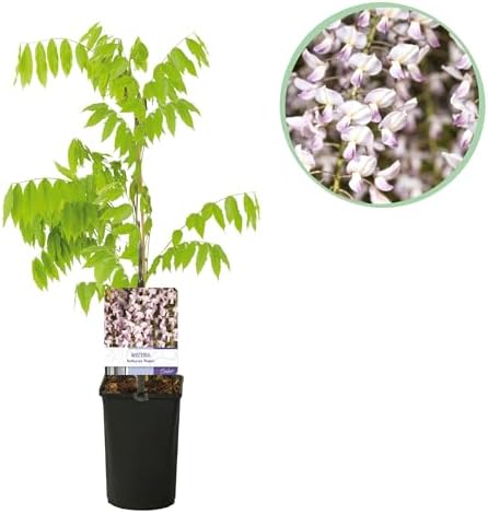 Vue 2 de Greenboutiq Glycine Wisteria Floribunda