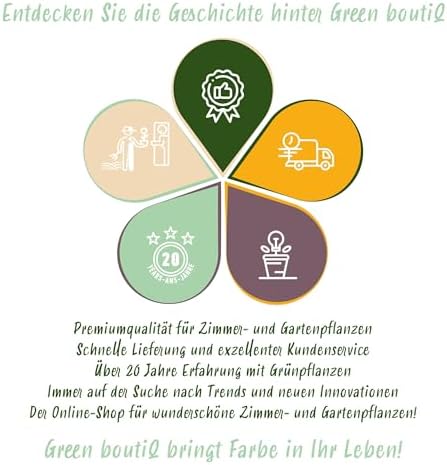 Vue 6 de Greenboutiq Plante Sur Tige