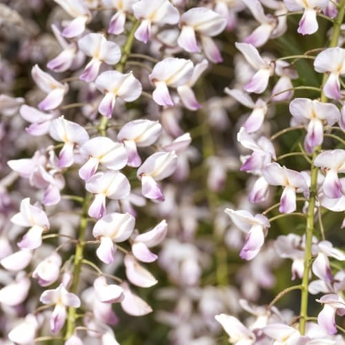 Vue 4 de Greenboutiq Glycine Wisteria Floribunda