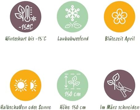 Vue 7 de Greenboutiq Plante Sur Tige