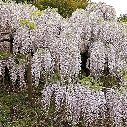 Vue 5 de Greenboutiq Glycine Wisteria Floribunda