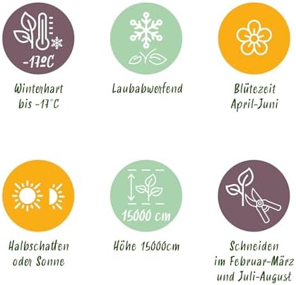 Vue 6 de Greenboutiq Glycine Wisteria Floribunda