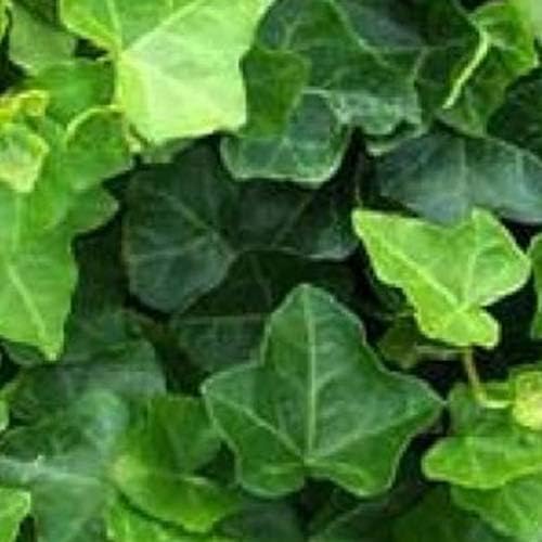 Hedera Hibernica Lierre