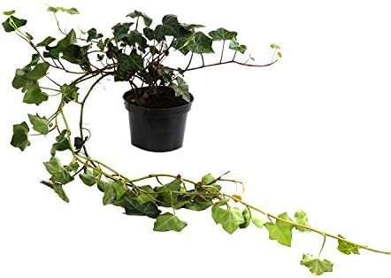 Vue 2 de Hedera Hibernica Lierre