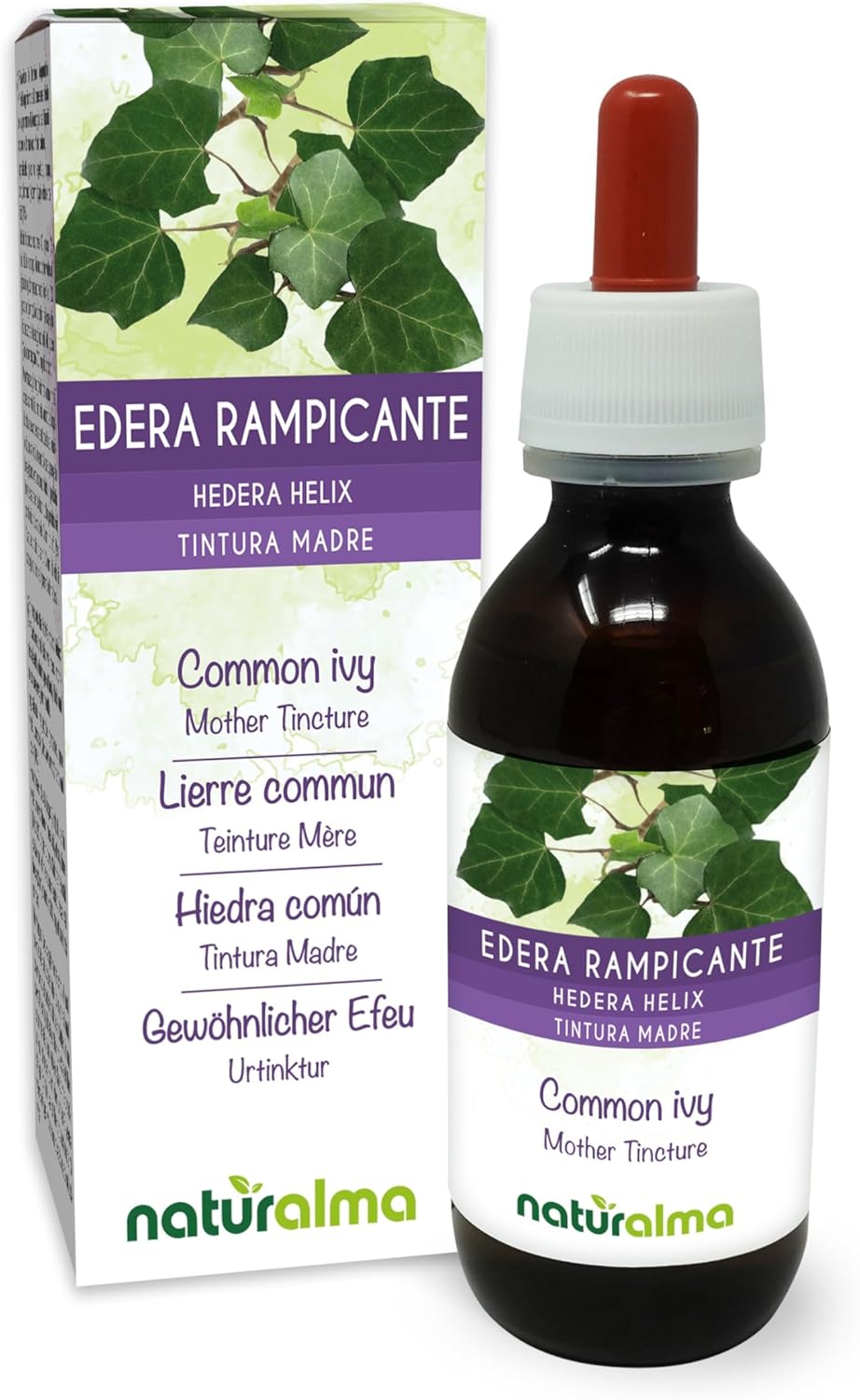 Lierre Commun Ou Lierre