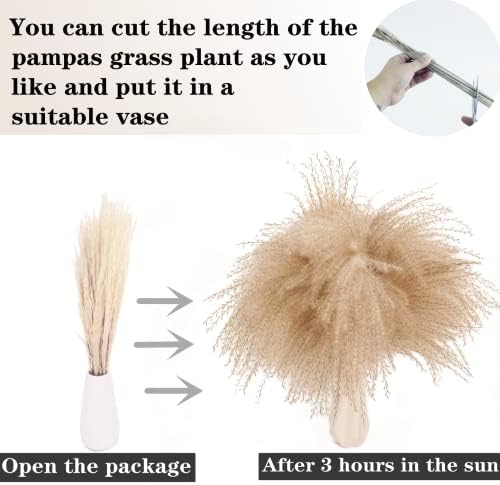 Vue 5 de Morceaux De Pampa Avec