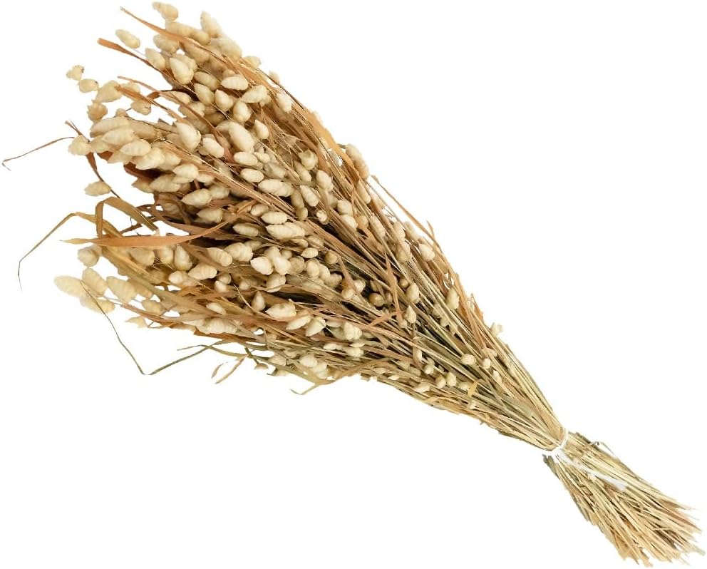 Matches Briza Maxima Grande