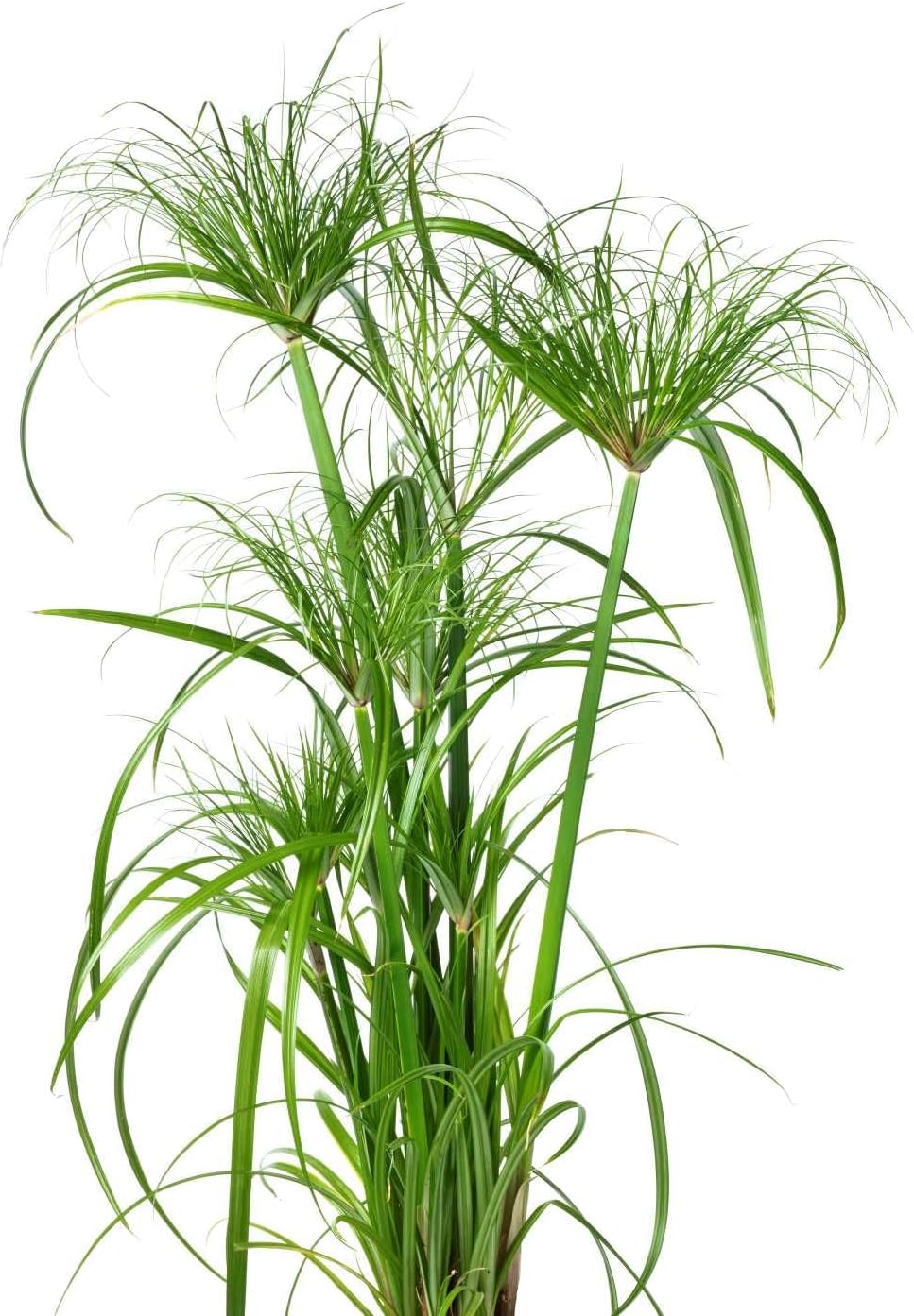 Graines Papyrus Du Nil