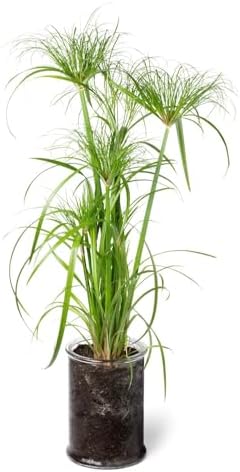 Vue 2 de Graines Papyrus Du Nil