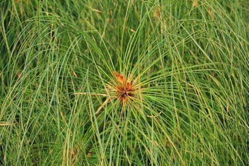 Vue 3 de Graines Papyrus Du Nil