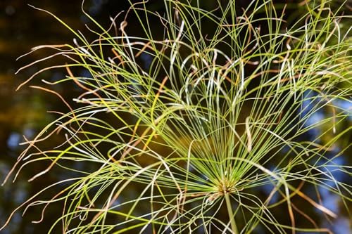 Vue 4 de Graines Papyrus Du Nil