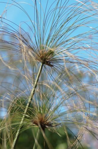 Vue 6 de Graines Papyrus Du Nil