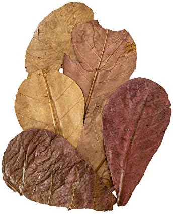 Vue 2 de Amtra Catappa Leaves Almond