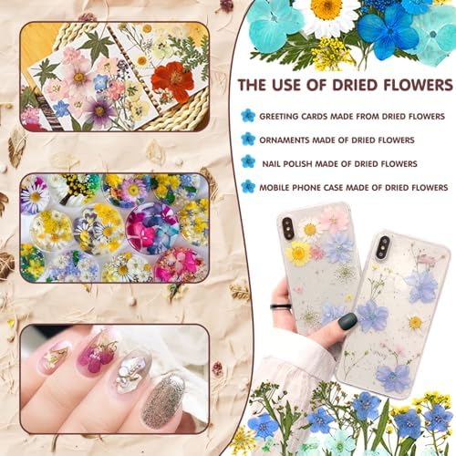 Vue 4 de Vautvis Fleurs Sechees Fleurs