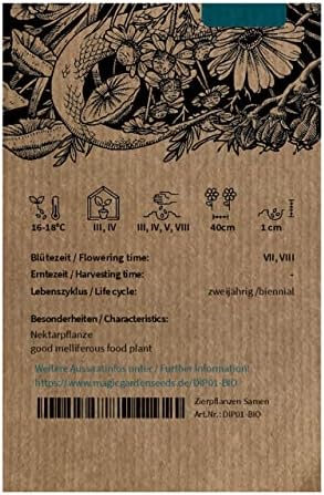 Vue 2 de Cardere Sauvages Dipsacus Fullonum